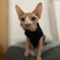 Adopta a Cleopatra