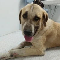 Adopta a Zeus