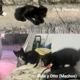 Adopta a Onix/Félix Y Otto