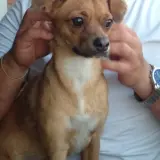 Adopta a Aldara