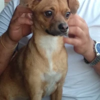 Adopta a Aldara