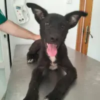 Adopta a Flash