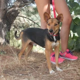 Adopta a Chuck