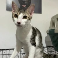 Adopta a Tiburoncín