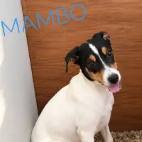 Adopta a Mambo