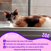 Adopta a Zoe