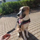 Adopta a Maripuri