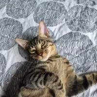 Adopta a Timón