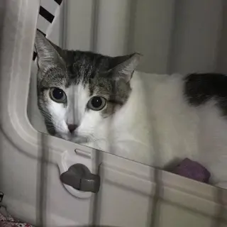 Daisy