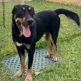 Adopta a Apolo