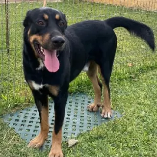 Apolo
