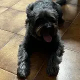 Adopta a Lluna