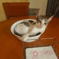 Adopta a Vitany