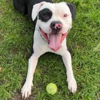 Adopta a Ares