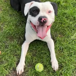 Ares