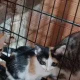 Adopta a Rubi