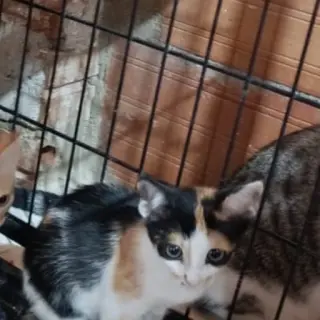 Rubi