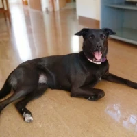 Adopta a Manuel Lopez Brey