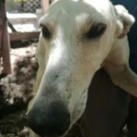 Adopta a Lola