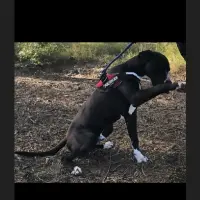 Adopta a Eros