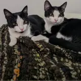 Adopta a Chispi Y Rigodón