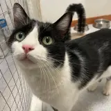 Adopta a Rueda