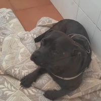 Adopta a Leo
