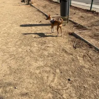 Ada