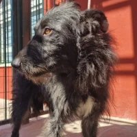 Adopta a Relámpago