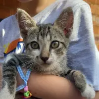 Adopta a Natilla