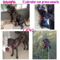 Adopta a Ranya