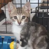 Adopta a Cipres
