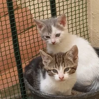Adopta a Simba Y Noa