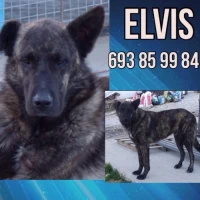 Adopta a Elvis