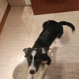 Adopta a Freya