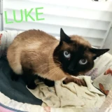 Adopta a Luke