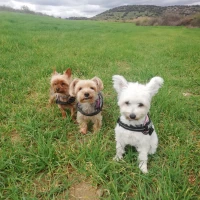 Adopta a Bimba , Dona y Alaska