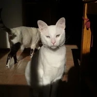 Adopta a Blanco