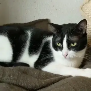 Kay