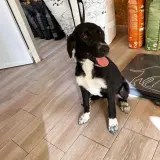 Adopta a Keka