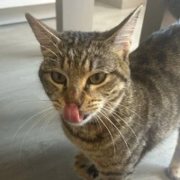 Adopta a Tigri