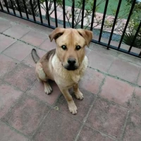 Adopta a Rock