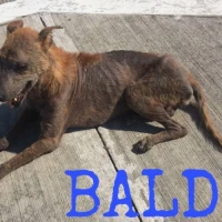 Adopta a Baldo
