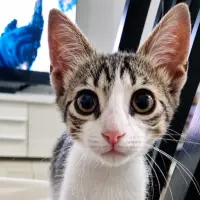 Adopta a Maya