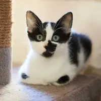Adopta a Karin
