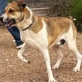 Adopta a Roko