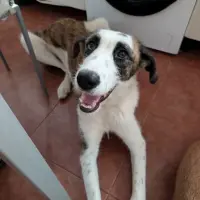 Adopta a Gara