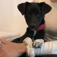 Adopta a Gala