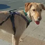 Adopta a Naiky