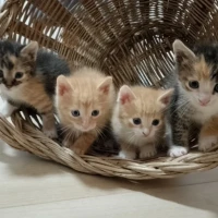 Adopta a Gatetes Preciosos